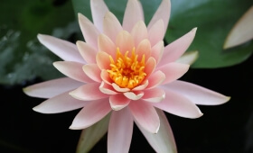 Lorem ipsum dolor sit